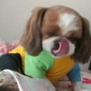 노엘동물병원 이미지