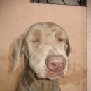 개판오분전 이미지