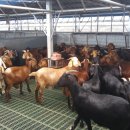 충북염소농장 이미지