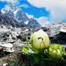 천산설련(天山雪莲)설하화(雪荷花) 이미지