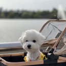 예쁘개# 애견미용실 이미지