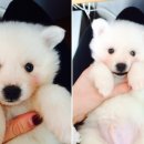 호동이PC 이미지