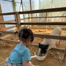 칠복농장 이미지