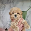 까망코살롱 이미지