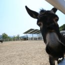 동키캐슬 캠핑장 이미지