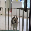 더맛있개 이미지