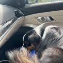 보듬보듬 | [공지] 강형욱 훈련사의 보듬TV 견종백과 오스트레일리안 셰퍼드 편 촬영 후기