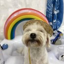 비어마이독 이미지