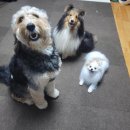 The행복한동물병원 이미지