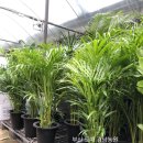 애란농장 이미지