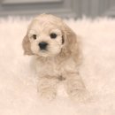 은평-050 | 은평코카스파니엘분양 가족찾기 나의 행복한 이야기