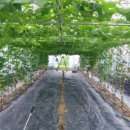 열매농장 이미지