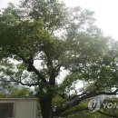 안락1동-4 이미지