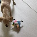 몽글펫 | 2026 마곡 코엑스 펫앤모어 펫페어 후기- 작고 알참!!