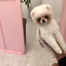 뽀샤시 펫살롱 이미지