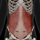 코어강화 필라테스 이미지