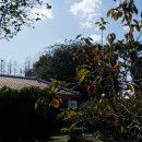 영평조록나무 이미지