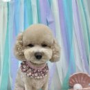 그랜드 애견 미용 이미지