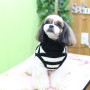 마미펫살롱 이미지