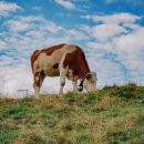 신망목장 이미지