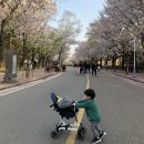 2025년 인천대공원 벚꽃 개화상황 및 만개시기는 언제