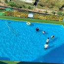 외도펠리스 이미지