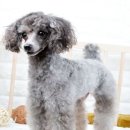 엔젤펫애견샵 이미지