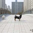 신나무실육교 이미지