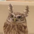 부엉이 이미지