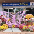 가을국화