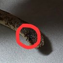 천안 애니펫 동물병원에 크레스티드게코 방문하다