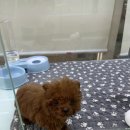 러빙펫(송도점) 이미지