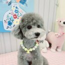 우리집강아지예쁘개 이미지