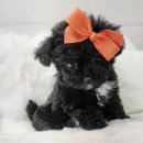 해시도그 이미지