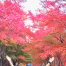 시네마테라피(야) | 가을 단풍 서울 근교 곤지암리조트 테마룸(베이비)