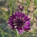 삼웅2리 이미지