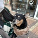 우다다펫푸드(WOODADA PETFOOD) | [클래스] 남자친구랑 반려견 수제 간식 클래스 재밌게 듣고 온 후기! 청라원데이클래스 ‘우다다 펫푸드’