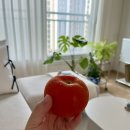 코라스양말 | 11. 무더운 여름의 잰걸음