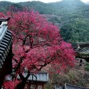 새벽-숲 이미지