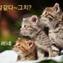 소설 ...과연 무엇일까요?! 이미지