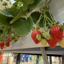 통화농장2 이미지