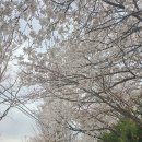 공지천 에티오피아 참전기념비 앞 | 춘천 벚꽃 명소 공지천 에티오피아 참전기념관 함께 다녀온 후기