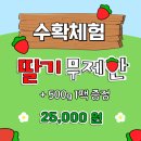 노력하는청년수산 | 2025 딸기수확체험 가격 생딸기디저트만들기 메뉴판🎉