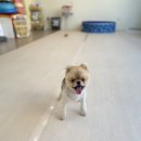 댕그르르 | [댕그르르] 마곡, 발산 테라스있는 실내 애견카페