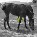 은석목장 이미지