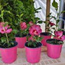 무궁화농원 이미지