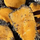 호박공방 이미지