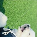 놀루오숑 이미지