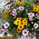 대동화원 이미지