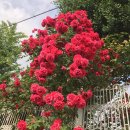 에이치디알 이미지